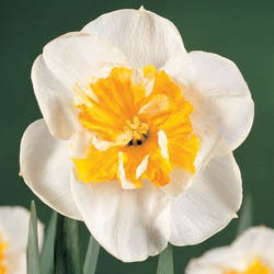 Daffodils classification, Daffodils types, Daffodils Groups, Narcissus classification, Narcissus types, Narcissus Groups, Narcissus Divisions, Daffodils Divisions